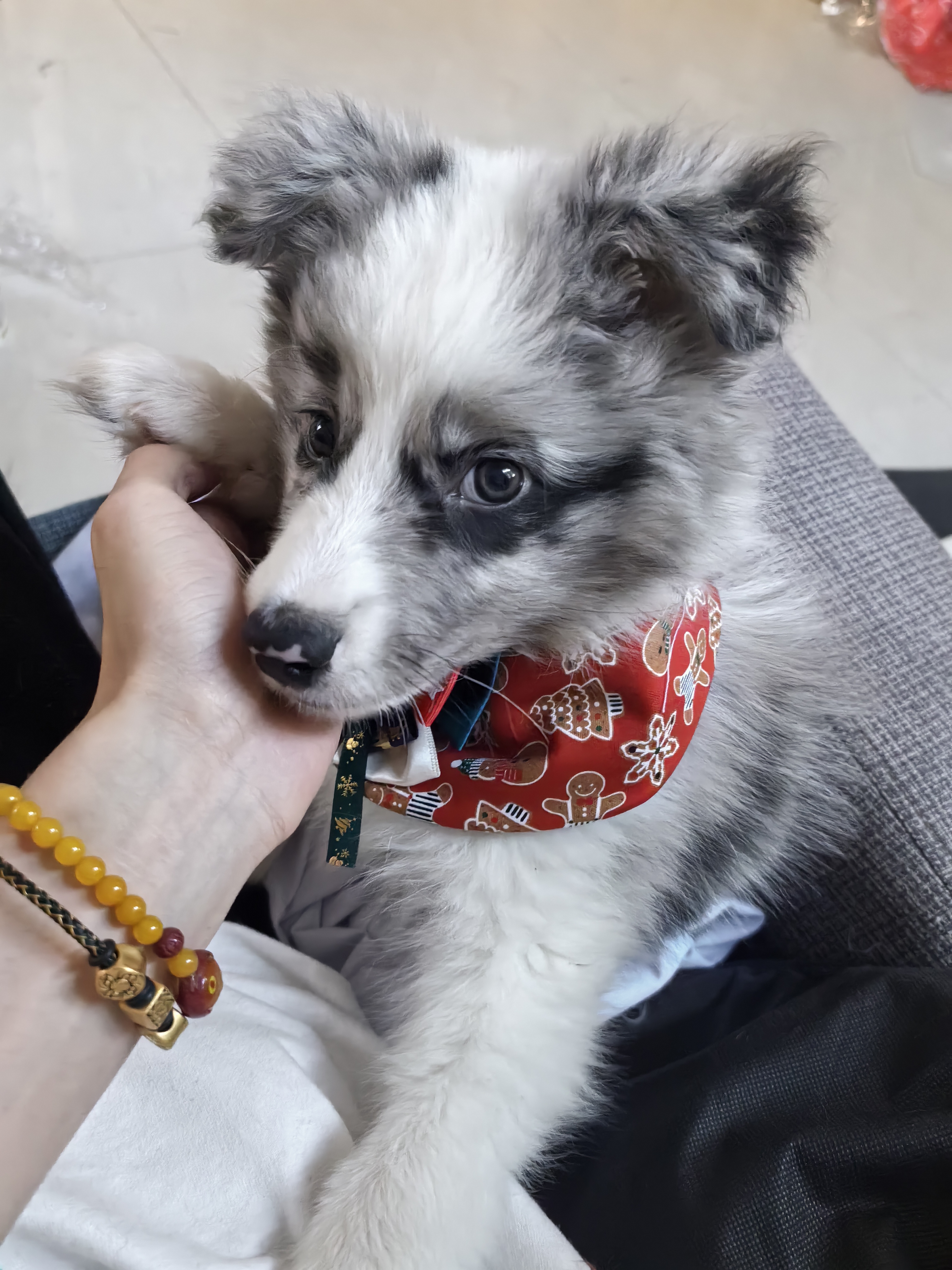 大名莱卡恩,八个月陨石边牧宝宝,疫苗驱虫齐全提供疫苗本,未绝育。